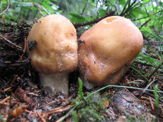 Bosco di abeti sulle Dolomiti, 1700 m